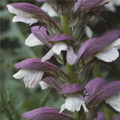 Acanthus hungaricus -White Lips- - Plant Estate